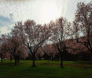 Frühling Erwachen
